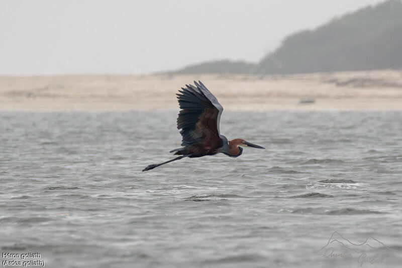Goliath Heron, identification, Flight