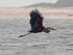 Goliath Heron