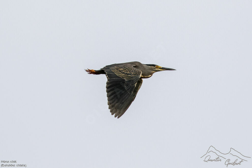 Striated Heron, identification, Flight