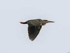 Striated Heron