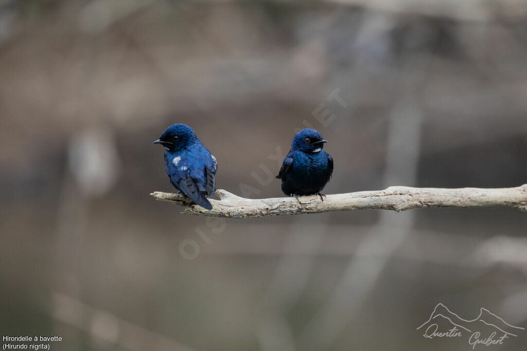 White-bibbed Swallow