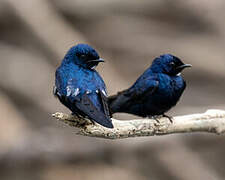 White-bibbed Swallow