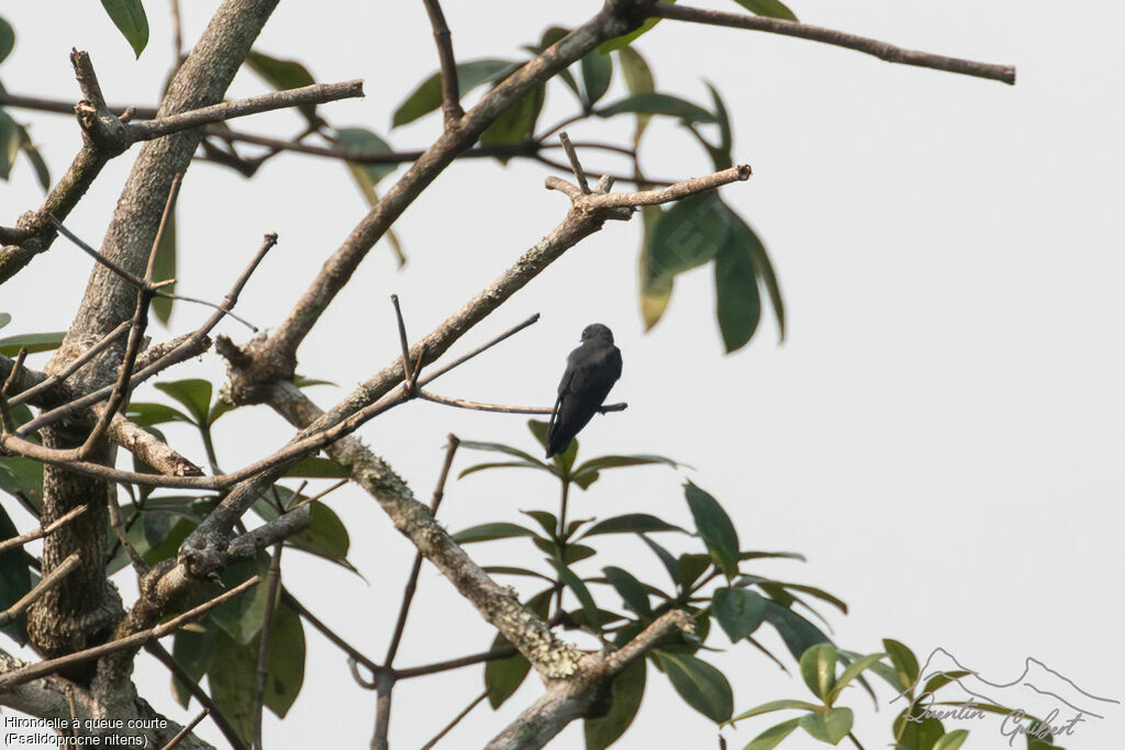 Square-tailed Saw-wing