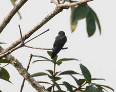 Square-tailed Saw-wing