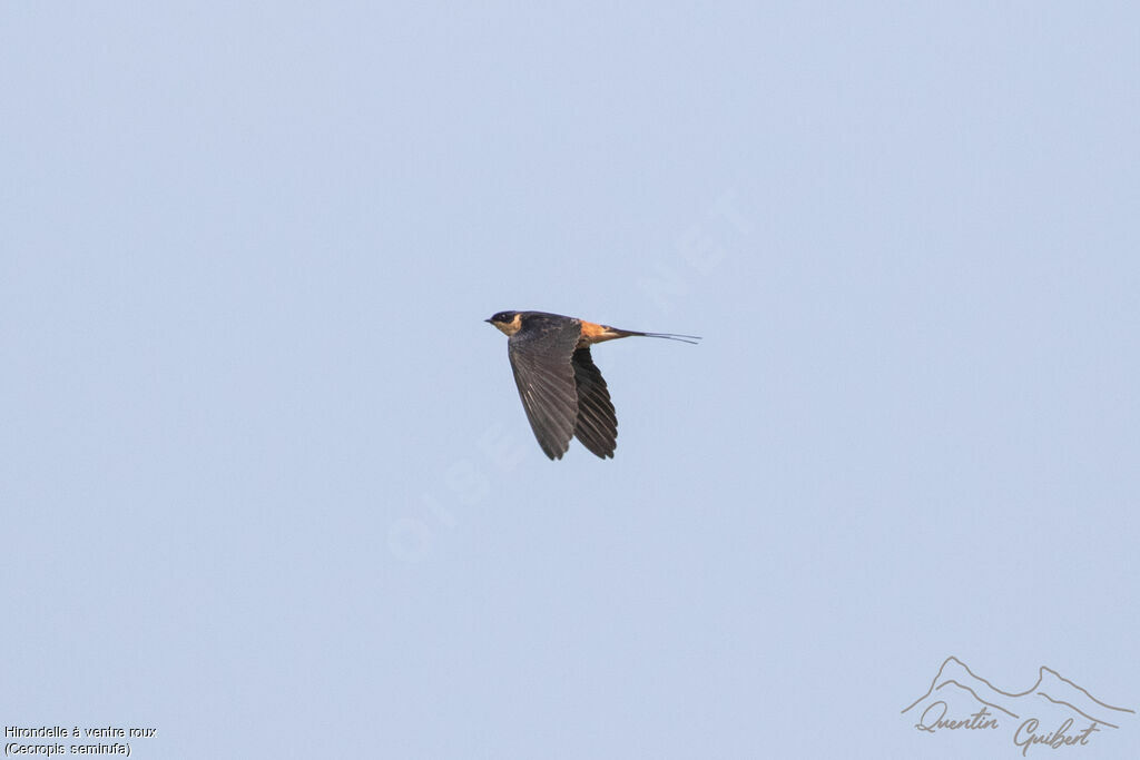 Hirondelle à ventre rouxadulte, Vol