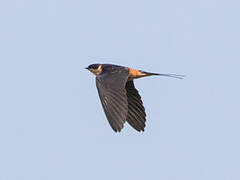 Red-breasted Swallow