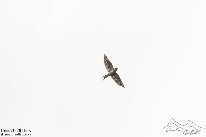 Ethiopian Swallow, identification, Flight