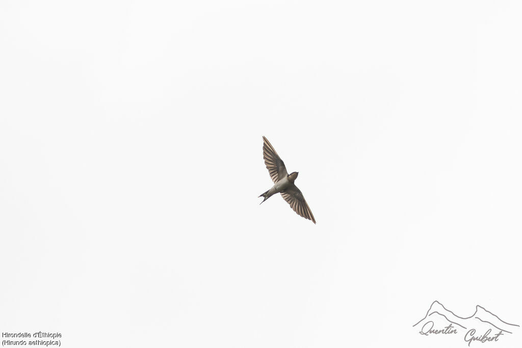 Ethiopian Swallow, identification, Flight