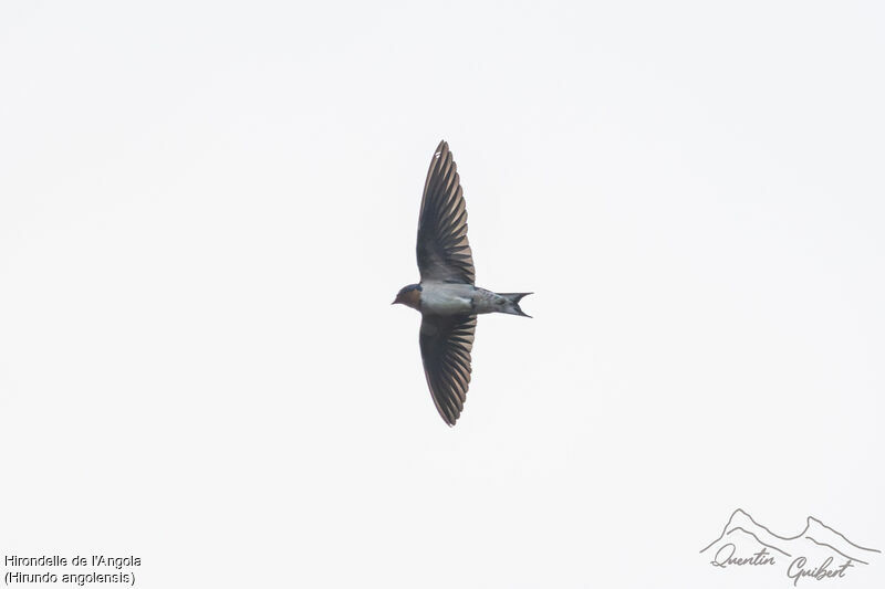 Angola Swallow, identification, Flight