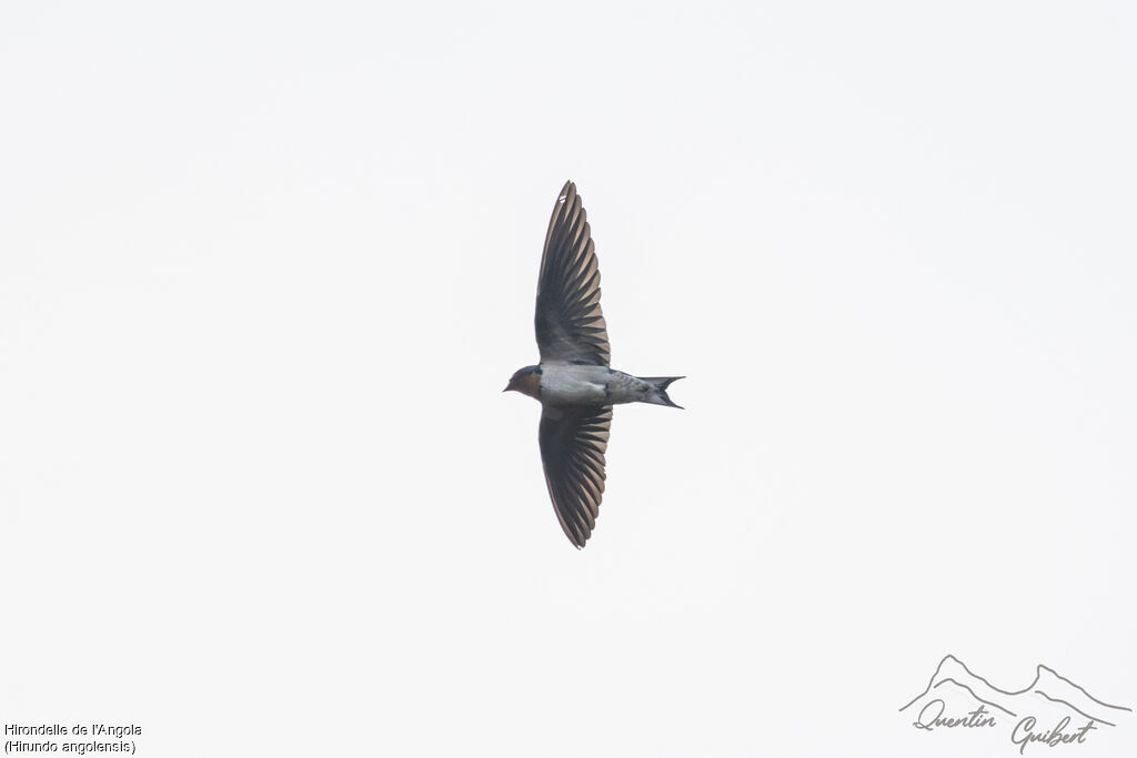 Angola Swallow, identification, Flight