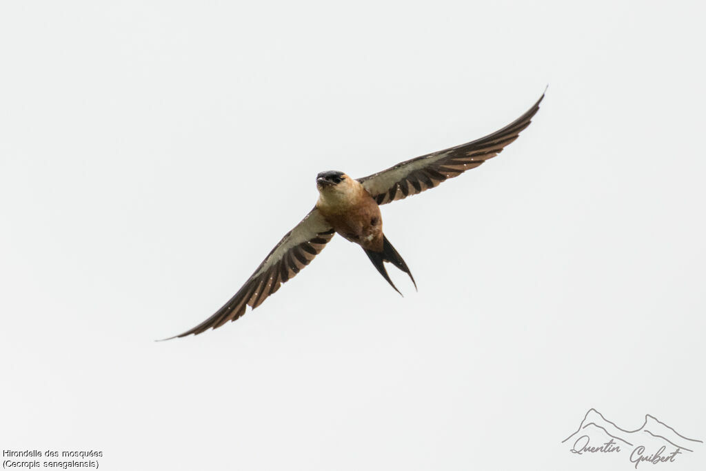 Mosque Swallowadult breeding, Flight