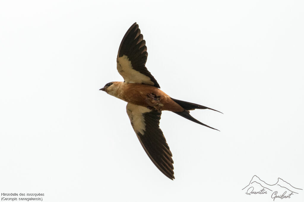 Mosque Swallowadult breeding, Flight