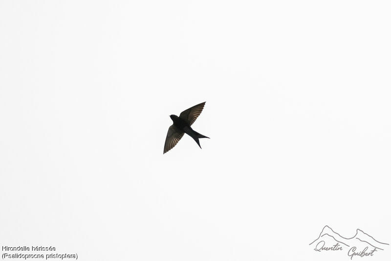 Black Saw-wing, identification, Flight