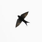 Hirondelle hérissée