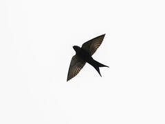 Black Saw-wing