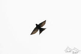 Black Saw-wing