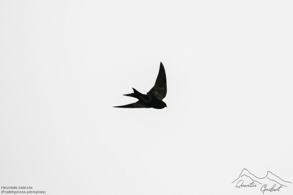 Black Saw-wing