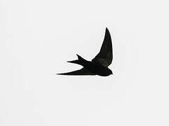 Black Saw-wing