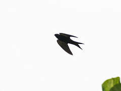 Black Saw-wing