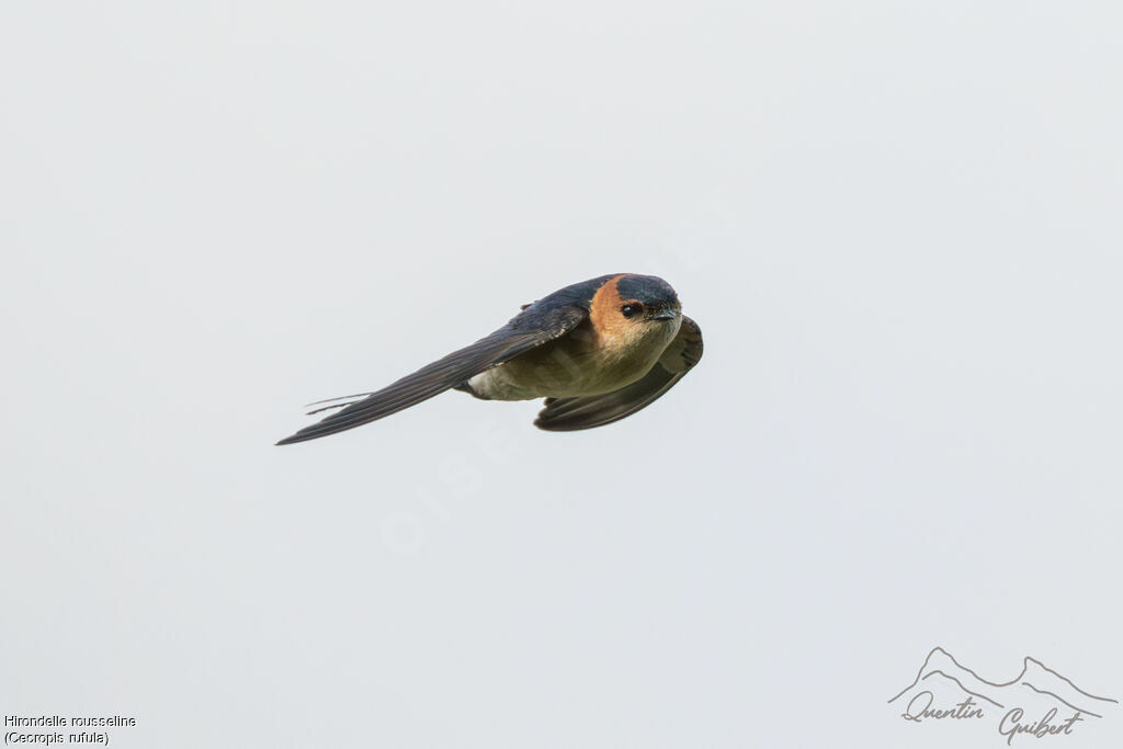 European Red-rumped Swallow