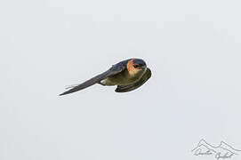 Red-rumped Swallow