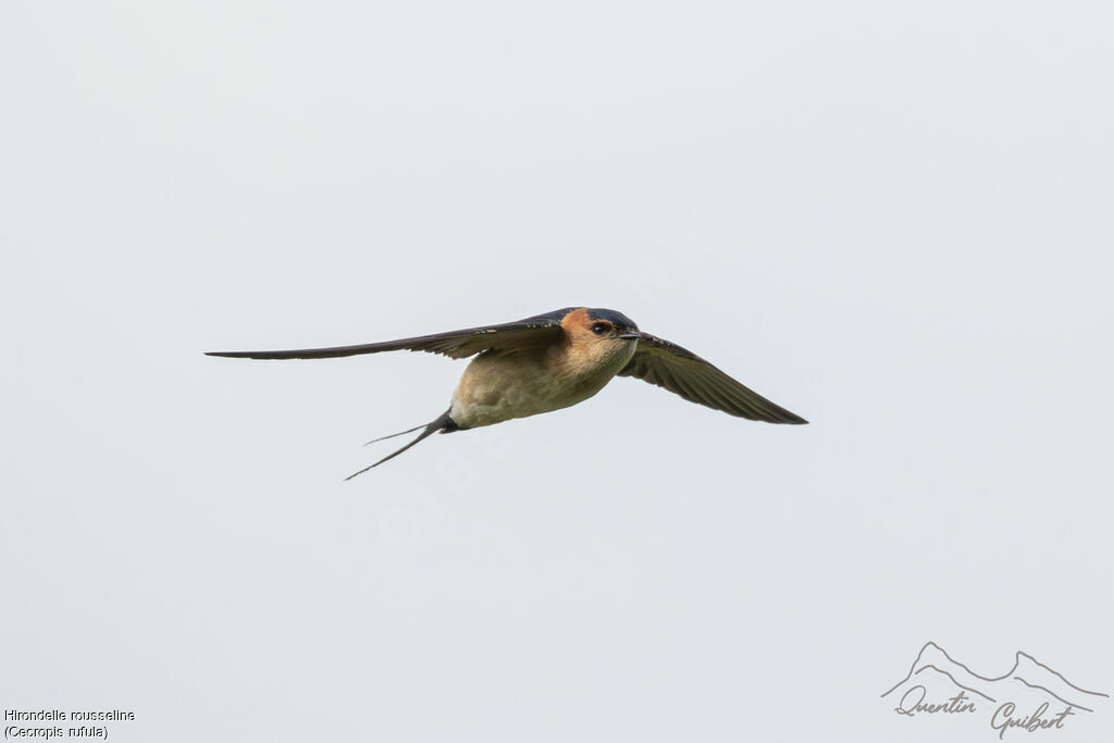European Red-rumped Swallow, Flight
