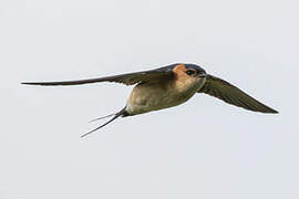 Red-rumped Swallow