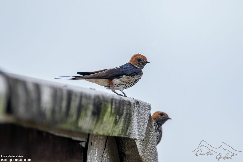 Lesser Striped Swallow