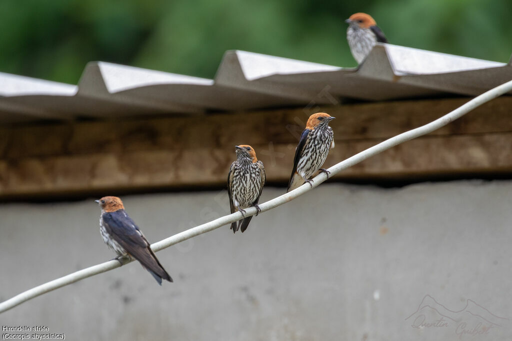 Lesser Striped Swallow