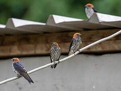 Lesser Striped Swallow