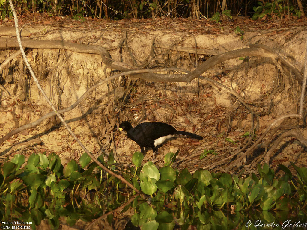 Bare-faced Curassow male adult