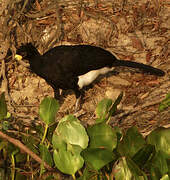 Bare-faced Curassow