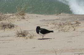 Pied Oystercatcher