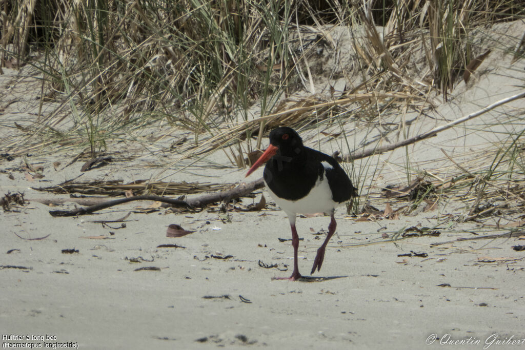 Pied Oystercatcheradult