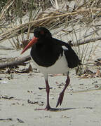 Pied Oystercatcher