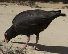 Sooty Oystercatcher