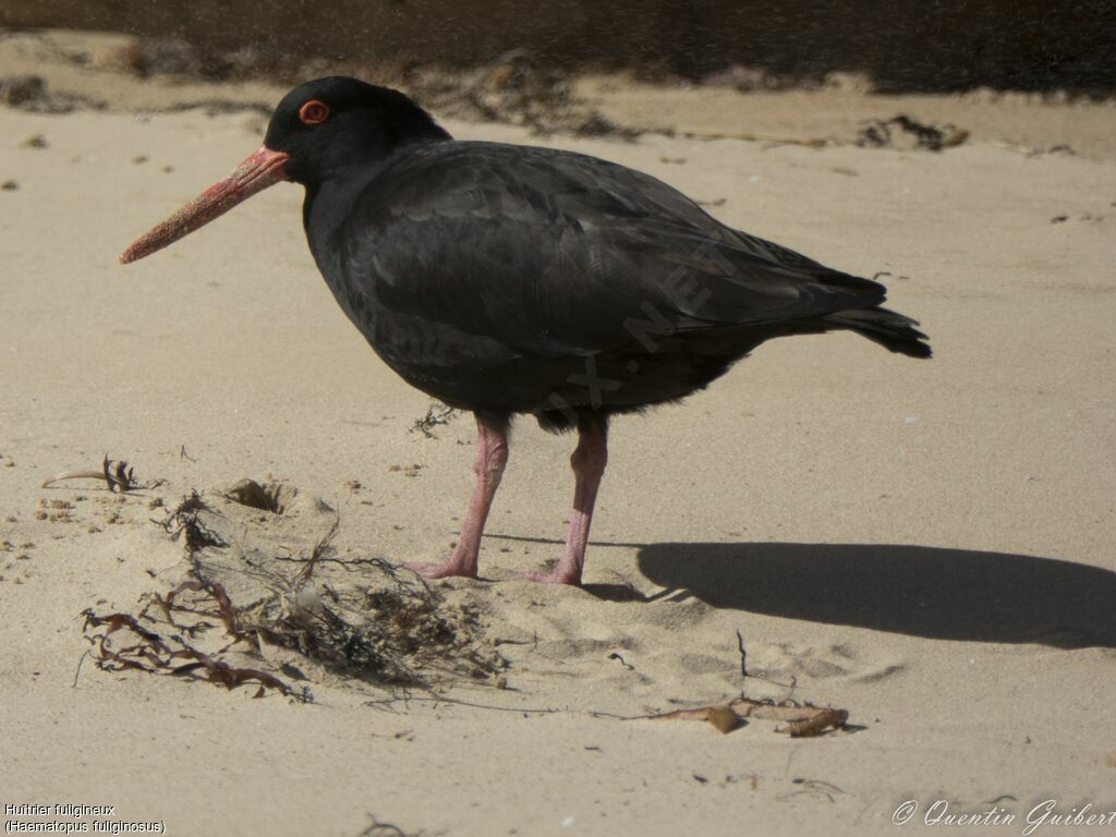 Sooty Oystercatcheradult