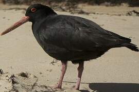 Sooty Oystercatcher