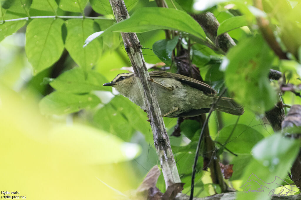 Green Hylia, identification