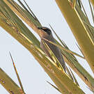 Hypocolius gris
