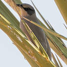 Hypocolius gris