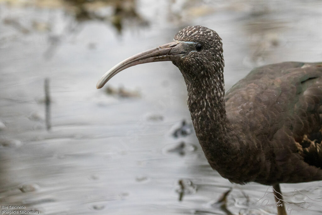 Glossy Ibis