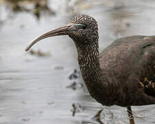 Glossy Ibis