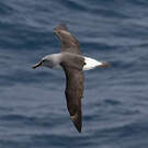 Albatros à tête grise