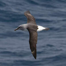Albatros à tête grise