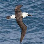 Albatros de l'océan indien