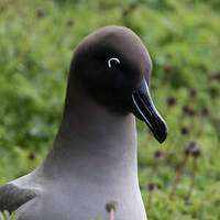 Albatros fuligineux