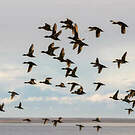 Canard d'Eaton
