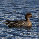 Canard d'Eaton