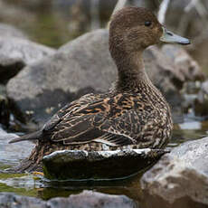 Canard d'Eaton